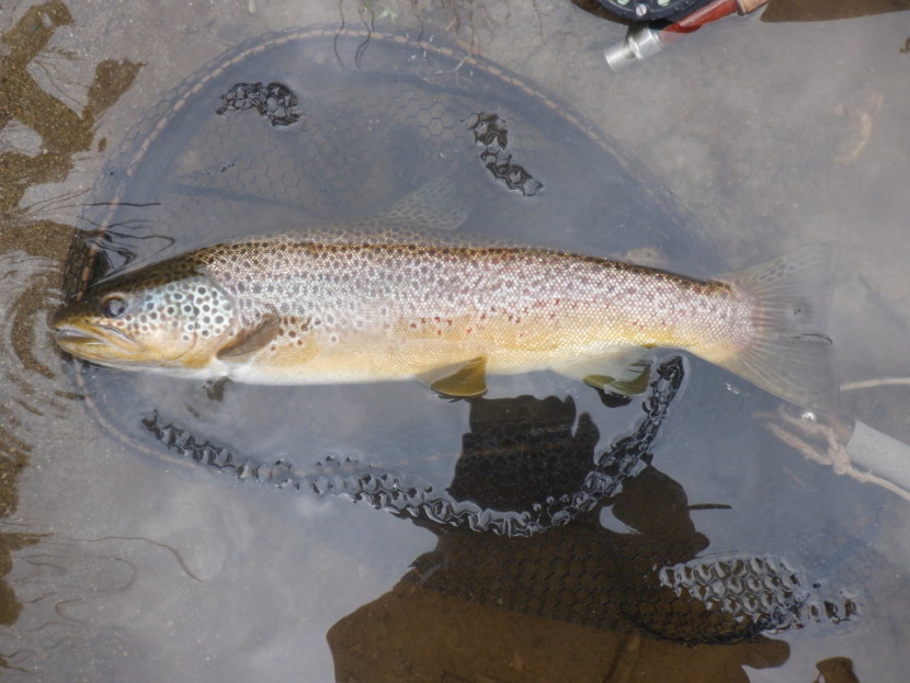 Upper Wye trout - DC from W Herefordshire
